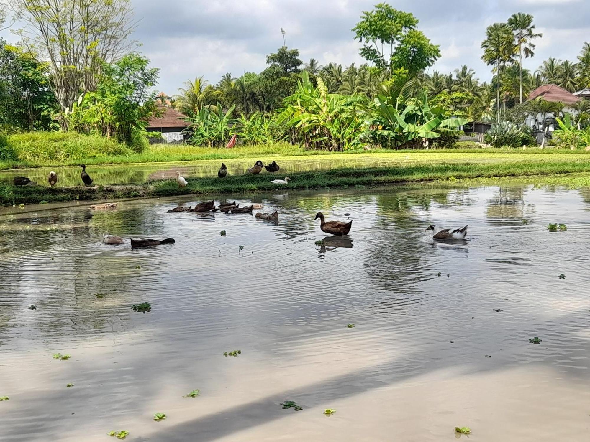 As I Am Ubud Retreat Esterno foto